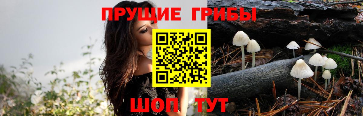 Семёнов  Псилоцибиновые грибы мицелий  Вход с VPN 